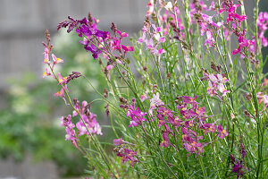 Moroccan toadflax (Linaria maroccana), flowers, close-up