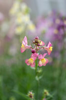 Moroccan toadflax (Linaria maroccana), flower, close-up