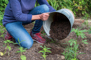 Plant bed with Patagonian verbena (Verbena bonariensis) and spider flower (Cleome spinosa), improve soil with compost