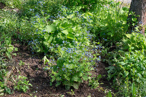 Verjüngung von Kaukasus Vergissmeinnicht (Brunnera macrophylla) im Beet nach Tonsurbildung