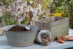 Place insect-friendly dahlia mix (Dahlia) in wooden box, dahlia tubers in packet, clay shards, soil