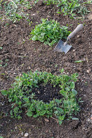 Rejuvenation of Caucasus forget-me-nots (Brunnera macrophylla), after tonsure, planting