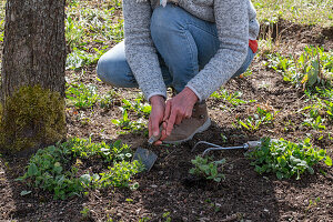 Rejuvenation of Caucasus forget-me-nots (Brunnera macrophylla), after tonsure, planting