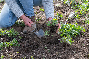 Rejuvenation of Caucasian forget-me-not (Brunnera macrophylla), after transplanting