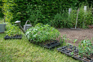 Pre-grown young plants of Patagonian verbena (Verbena bonariensis) and spider flower (Cleome spinosa) for planting in the bed