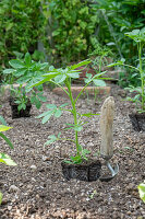 Planting a bed with pre-grown young plants of Patagonian verbena (Verbena bonariensis) and spider flower (Cleome spinosa)