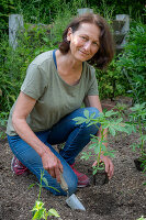 Frau mit vorgezogenen Jungpflanzen von Patagonischem Eisenkraut (Verbena bonariensis) und Spinnenblume (Cleome spinosa) beim Einpflanzen ins Beet