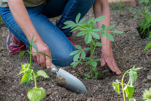 Planting a bed with pre-grown young plants of Patagonian verbena (Verbena bonariensis) and spider flower (Cleome spinosa)