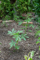 Planting bed with pre-grown young plants of Patagonian verbena (Verbena bonariensis) and spider flower (Cleome spinosa)