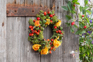 Wreath of rose hips of dog rose (Rosa canina), vinegar rose (Rosa gallica), fennel blossoms, rose blossoms hanging on a wooden door