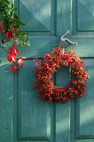 Wreath of rose hips of dog rose (Rosa canina) and multiflora rose (Rosa multiflora) hanging on door