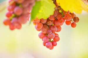 Grapes of red wine or rosé on the vine