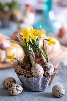 Backförmchen mit Narzissen (Narcissus) und Eiern auf gedecktem Tisch