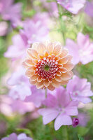 Dahlie (Dahlia) 'Linda's Baby' vor rosa Moschus-Malven Blüten