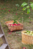 Freshly harvested apples and pears