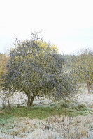 Schlehenbaum (Prunus Spinosa) im herbstlichen Garten