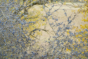 Schlehdorn (Prunus spinosa) mit reifen Früchten im Herbst