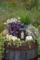 Herbstdekoration aus Kürbissen, Äpfeln und Hopfenblüten