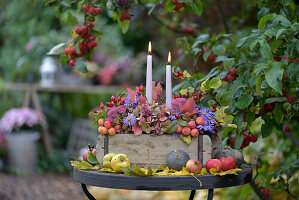 Table decorated in autumn with candles, apples, ornamental apples, cushion aster (Aster dumosus) and ornamental pumpkins in the garden