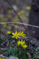 Yellow anemones (Anemone) in the spring woodland