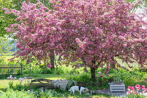 Tulpen (Tulipa) 'Holland Chic' im Beet, Sitzbank unter blühendem Zierapfel (Malus) 'Paul Hauber' mit Hund im Garten