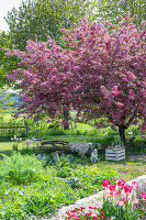 Tulpen (Tulipa) 'Holland Chic' im Beet vor blühendem Zierapfel (Malus) 'Paul Hauber' im Garten mit Hund vor Holzbank