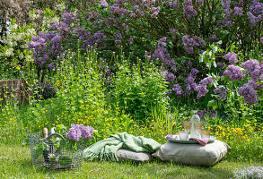 Blühender Flieder (Syringa Vulgaris) im Garten, Knoblauchsrauke neben Hahnenfuss neben Kissen im Gras