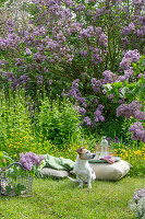 Blühender Flieder (Syringa Vulgaris) im Garten, Knoblauchsrauke, Hahnenfuss und Hund neben Kissen im Gras