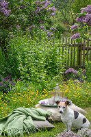 Blühender Flieder (Syringa Vulgaris) im Garten, Knoblauchsrauke, Hahnenfuss und Hund neben Kissen im Gras