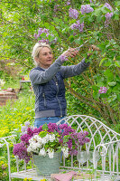 Blumenstrauss aus Fliederblüten (Syringa) auf Gartenbank, Frau schneidet Fliederzweige