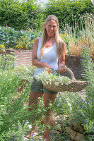 Frau schneidet Schafgarbe (Achillea) im Beet