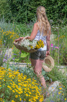 Woman cuts yarrow (Achillea), oregano (true dost) and St John's wort (Hypericum perforatum) in the garden