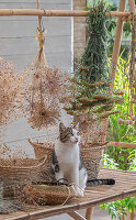 Blüten der Schafgarbe (Achillea), Zierlauch (Allium) und Mohnkapseln beim Trocknen aufgehängt und Katze