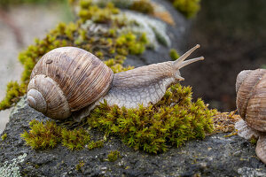 Vineyard snails on moss, close-up