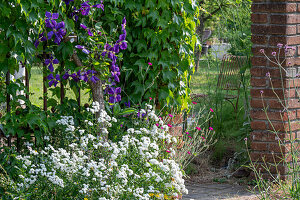 Gartenmauer und Zaun mit Waldrebe (Clematis), Kronen-Lichtnelke, Gefüllte Bertramsgarbe (Achillea Ptarmica) und hängende Jungfernrebe