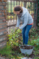 Frau bei Gartenarbeit im Herbst, Clematis (Clematis x jackmanii) einwintern