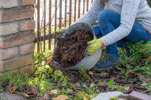 Woman gardening in autumn, wintering clematis (Clematis x jackmanii)