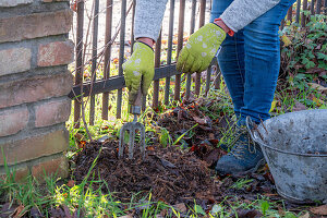 Woman gardening in autumn, wintering clematis (Clematis x jackmanii)