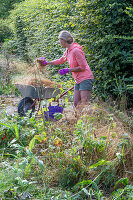 Woman with wheelbarrow gardening in front of a hornbeam hedge (Carpinus Betulus)