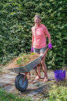 Woman with wheelbarrow gardening in front of a hornbeam hedge (Carpinus Betulus)