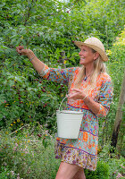 Frau erntet Kirschen in Emaille-Eimer im sommerlichen Garten