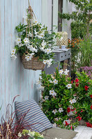 Seating area on terrace with Diplandenia (Mandevilla) in pot and hanging basket, and red lamp grass (Pennisetum advena)