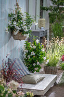 Patio seating area with Diplandenia (Mandevilla) in a pot and hanging basket, and red lamp grass (Pennisetum advena)