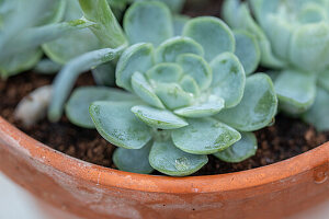 Fettblattrosette (Echeveria agavoides) in Blumenschale, Portrait