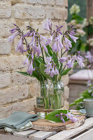 Funkia (Hosta) 'El Nino' in vases