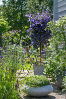 Enzianstrauch (Lycianthes rantonnetii), Sommerjasmin, patagonisches Eisenkraut und Sternmoos in Pflanzgefäßen auf der Terrasse