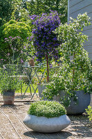 Enzianstrauch (Lycianthes rantonnetii), Sommerjasmin, patagonisches Eisenkraut und Sternmoos in Pflanzgefäßen auf der Terrasse