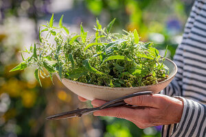 Woman carrying female nettle (Urtica) in a bowl