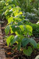 Beans in a bed (Phaseolus vulgaris) with flowers, close-up