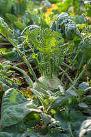 Schneckenfraß an Kohlrabi (Brassica oleracea)